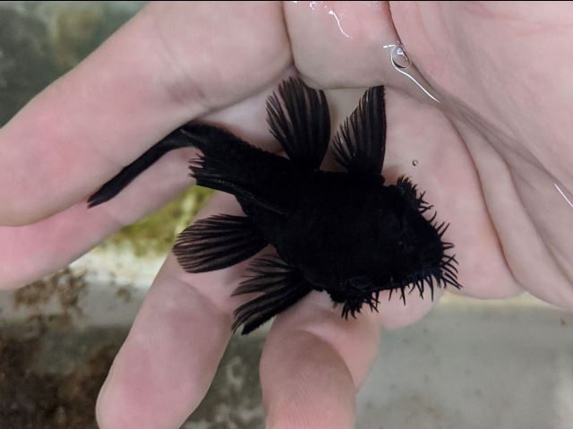 L034 Medusa - 3-4 inch